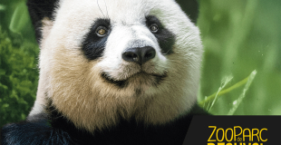 ZooParc de Beauval : séjour, sortie groupe, billetterie CSE et association !