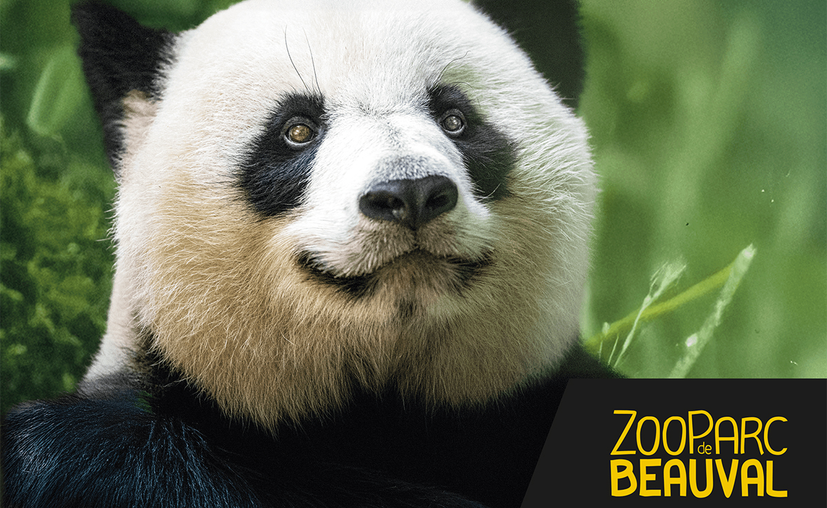 ZooParc de Beauval : séjour, sortie groupe et billetterie CSE et association !