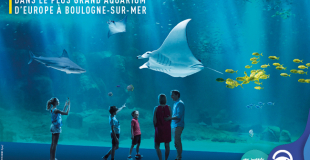 Aquarium Nausicaa : sortie groupe et billetterie CSE, devis et tarifs 2025 !