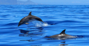 Nager avec les dauphins en Méditerranée : idée de voyage pour le CSE
