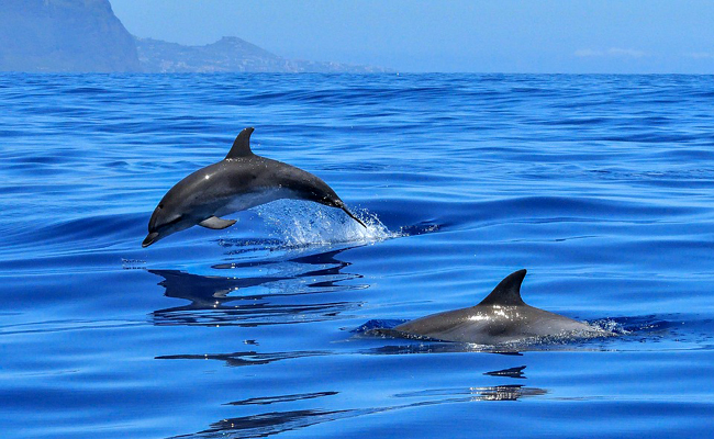 Nager avec les dauphins en Méditerranée : idée de voyage pour le C.E.