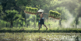 Quel pays d'Asie pour un voyage en groupe avec le CSE ?