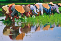 Vietnam Rizières